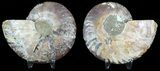 Sliced Fossil Ammonite Pair - Agatized #45484-1